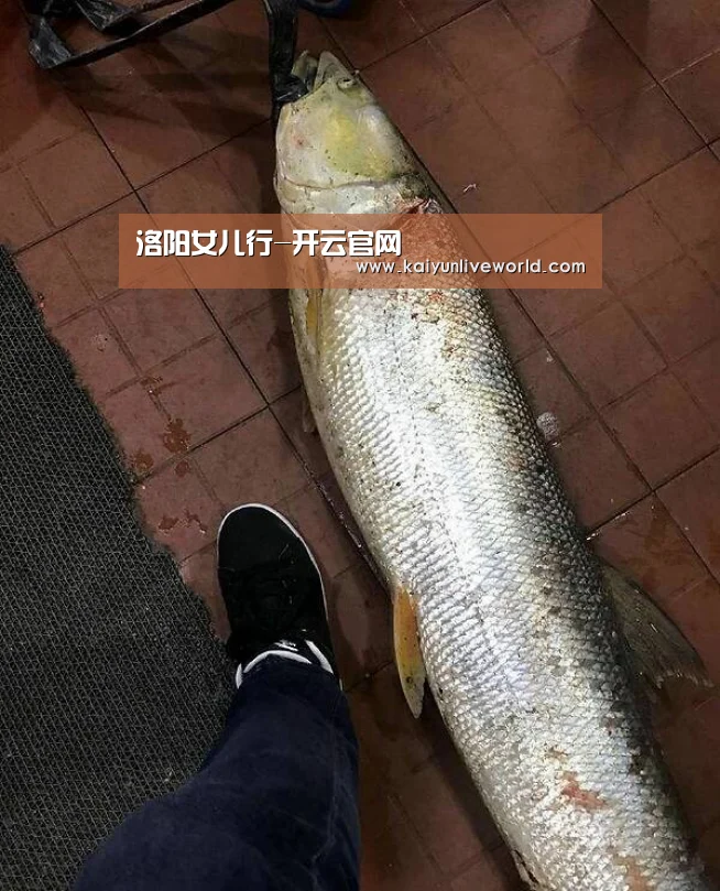 洛阳女儿行-开云官网(图1) 开云娱乐